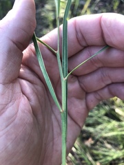 Daviesia wyattiana