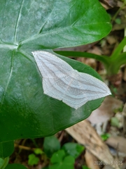 Acropteris leptaliata
