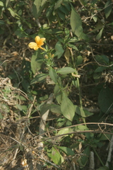 Barleria prionitis