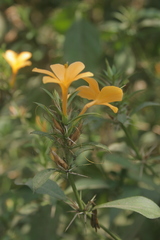 Barleria prionitis