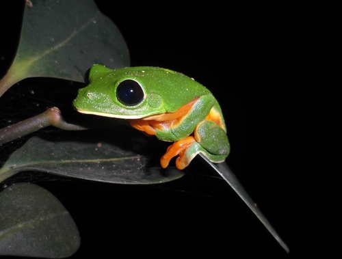 Black-eyed Tree Frog