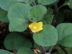 Lysimachia japonica