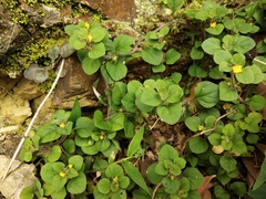 Lysimachia japonica