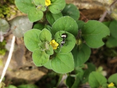 Lysimachia japonica