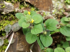 Lysimachia japonica