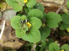 Lysimachia japonica