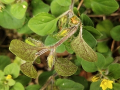 Lysimachia japonica