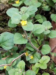 Lysimachia japonica