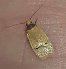 Eulechria hemisphaerica