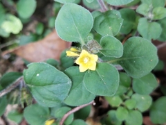 Lysimachia japonica