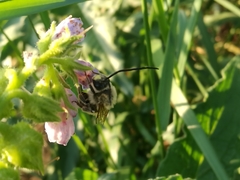 Eucera longicornis