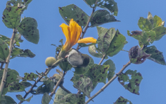 Arachnothera modesta