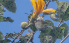 Arachnothera modesta