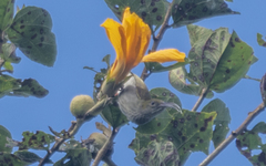 Arachnothera modesta