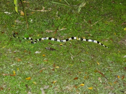 Banded Krait