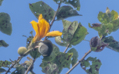 Arachnothera modesta