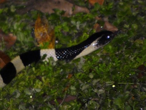 Banded Krait