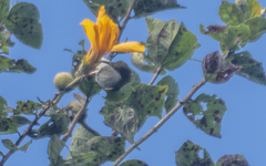 Arachnothera modesta