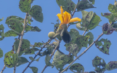 Arachnothera modesta