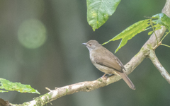 Rubigula erythropthalmos