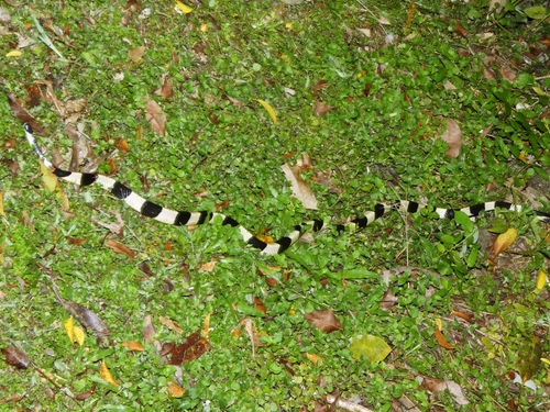 Banded Krait