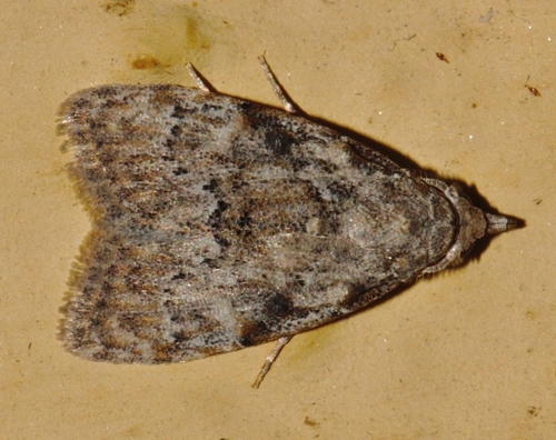 Genus Mecothrix · iNaturalist