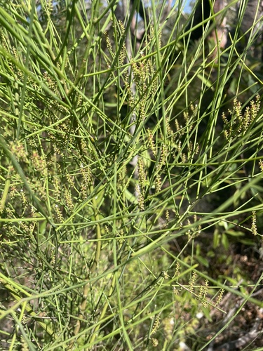 Native Currant (Leptomeria acida)
