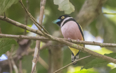 Eurylaimus ochromalus