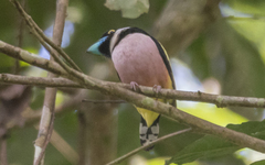 Eurylaimus ochromalus