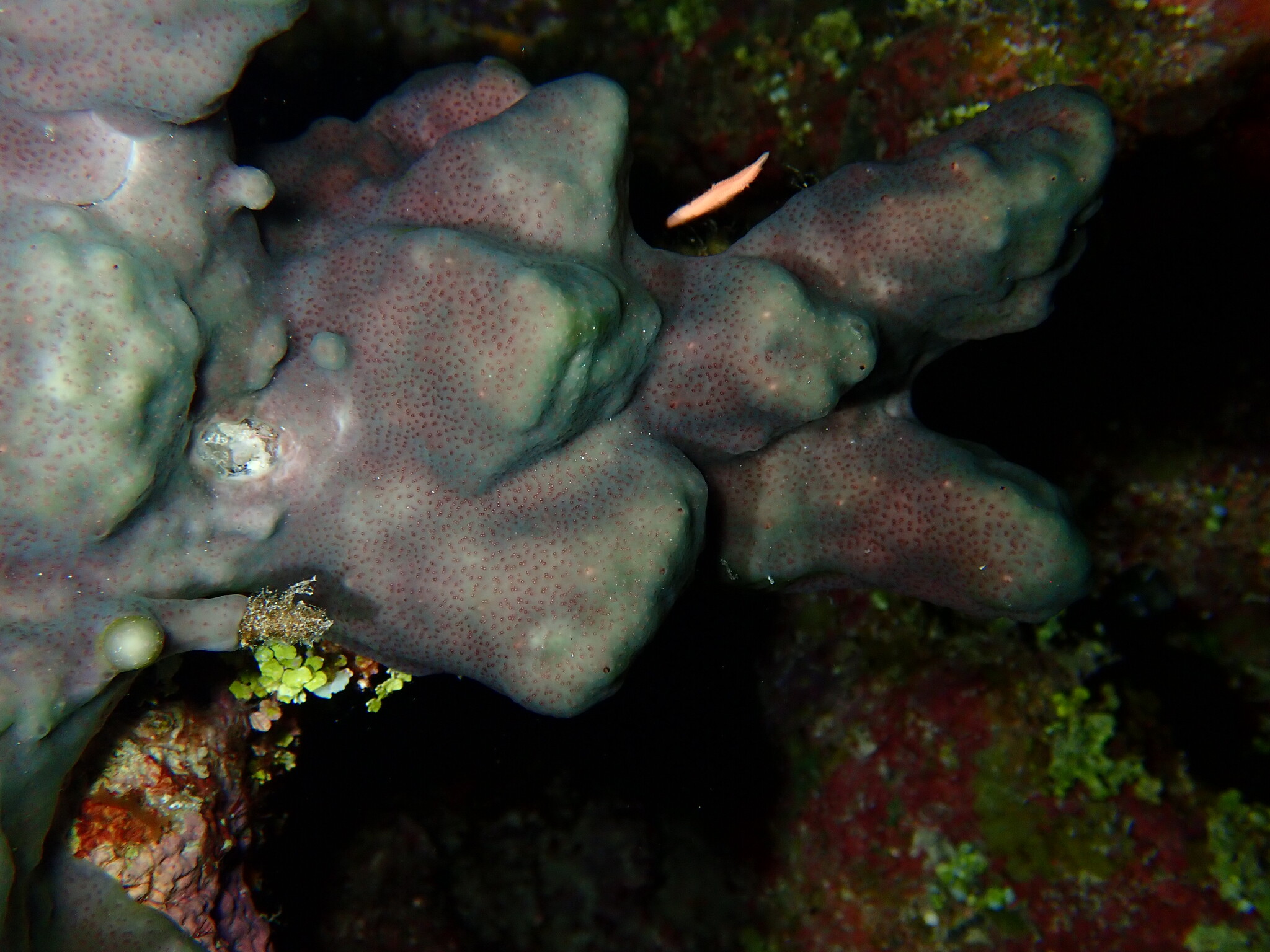 Trididemnum solidum (Van Name, 1902)