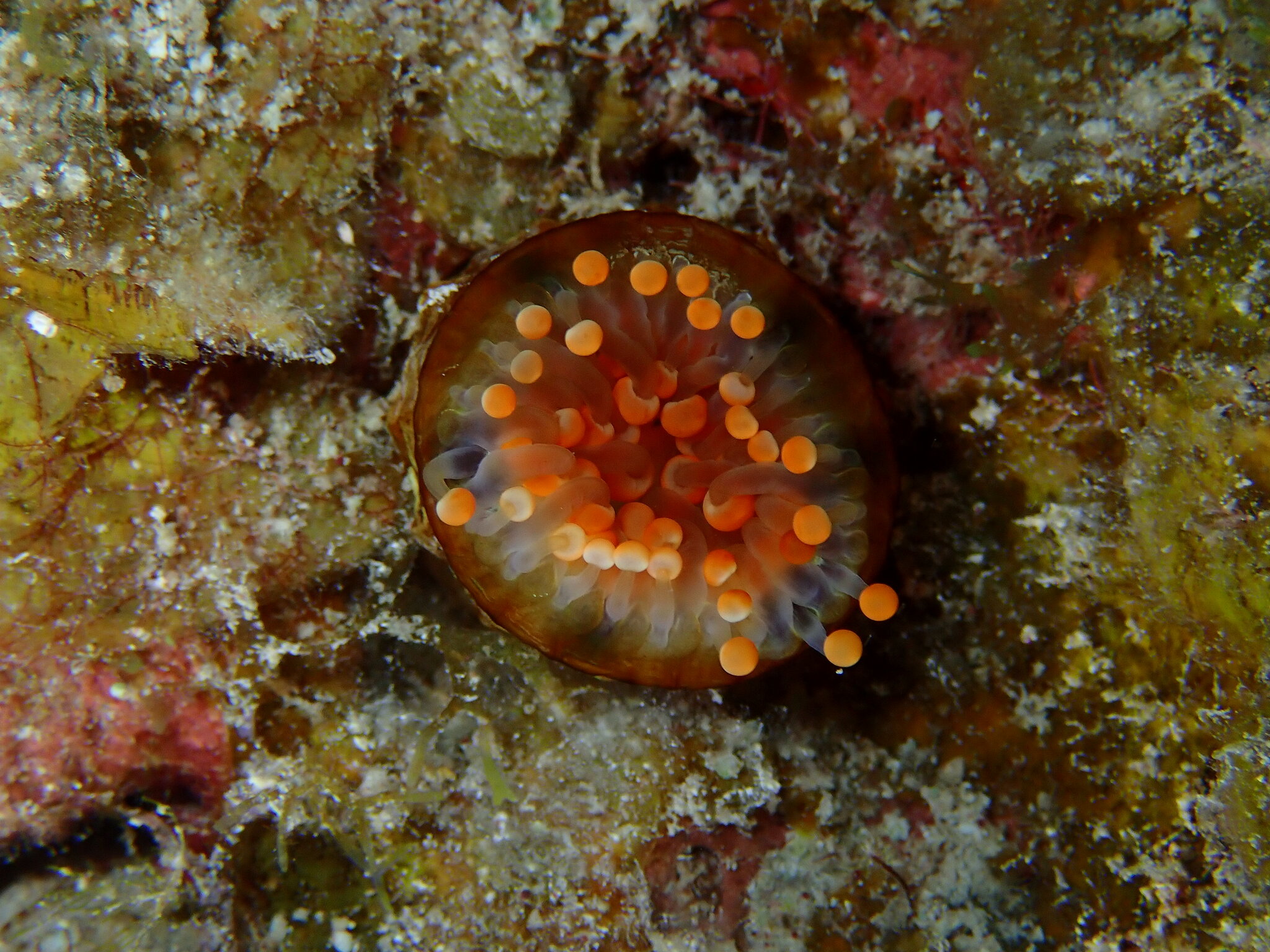 Pseudocorynactis caribbeorum Den Hartog, 1980
