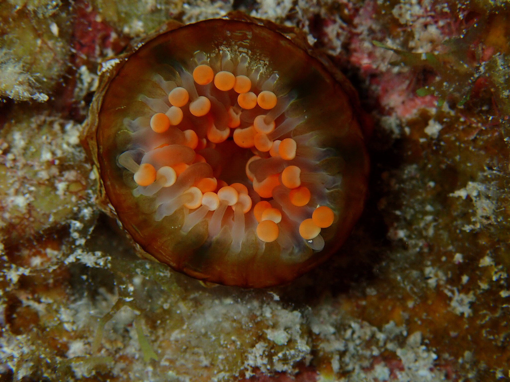 Pseudocorynactis caribbeorum Den Hartog, 1980