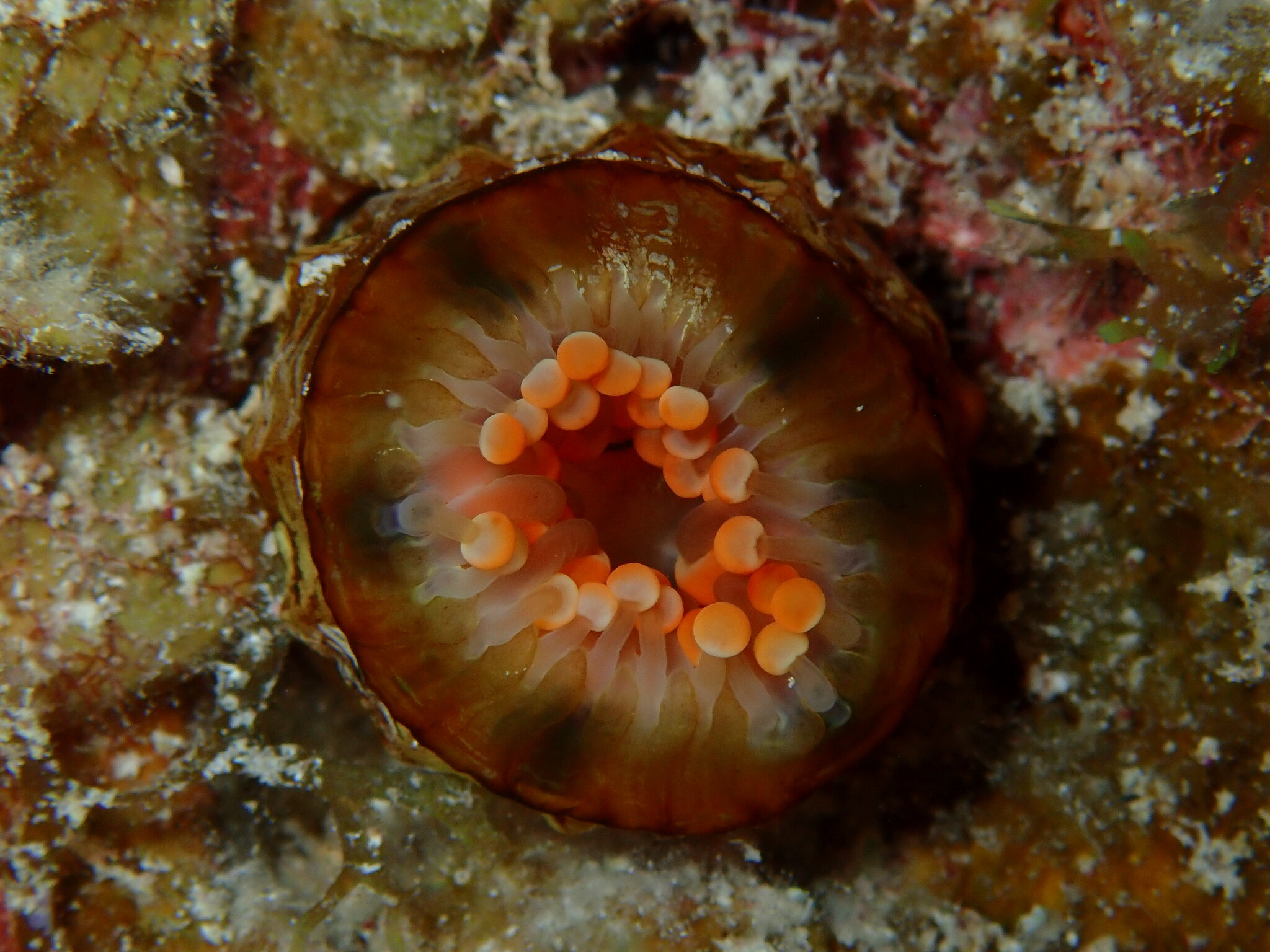 Pseudocorynactis caribbeorum Den Hartog, 1980