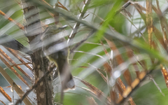 Tricholestes criniger