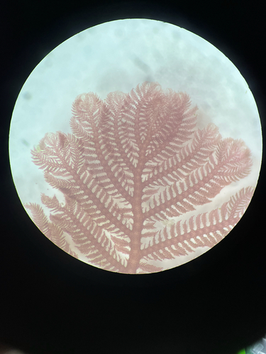 Plumaria plumosa observed 2026-01-28