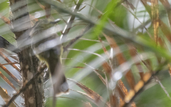 Tricholestes criniger