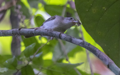 Malacopteron cinereum
