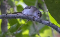 Malacopteron cinereum