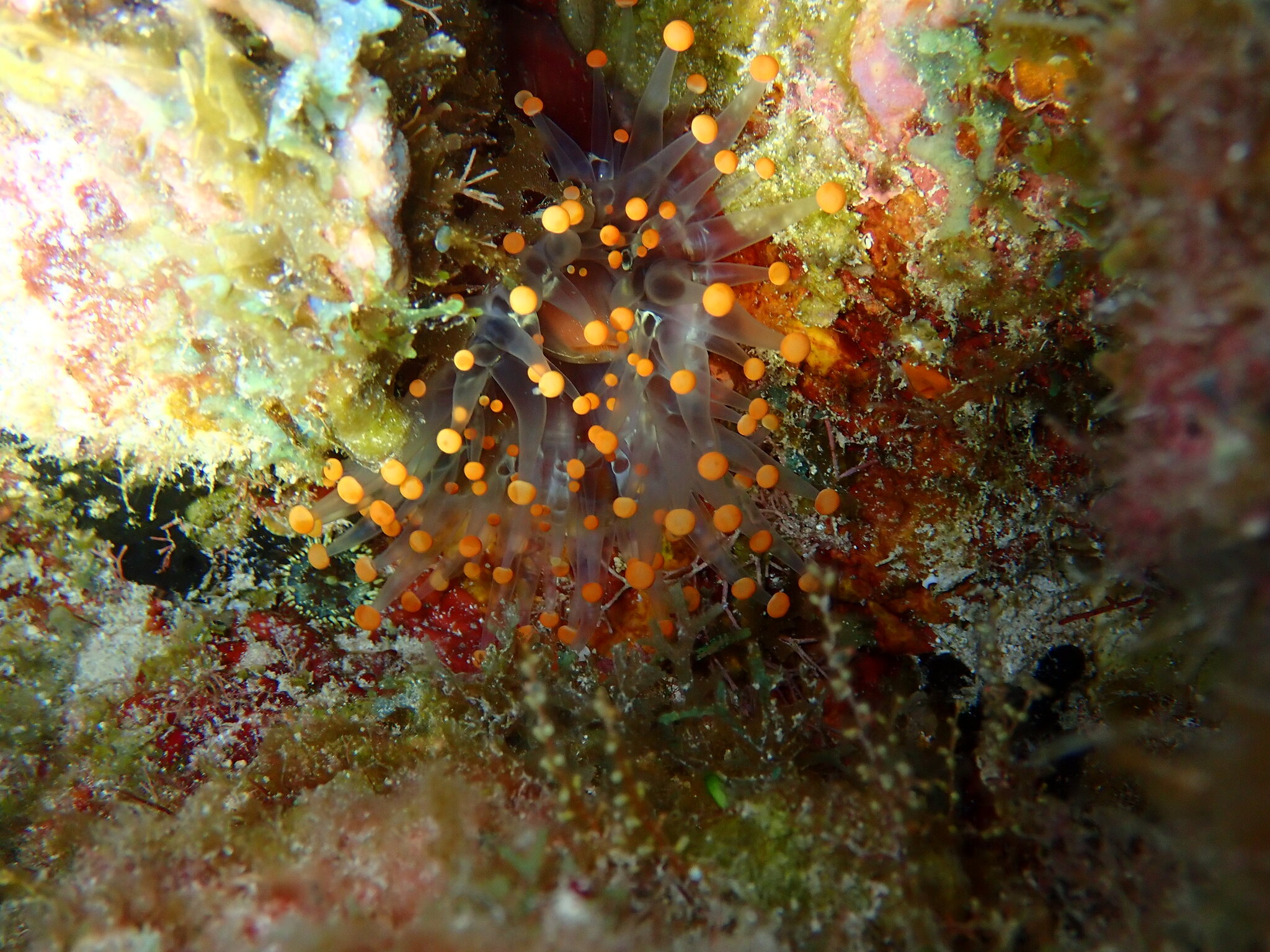 Pseudocorynactis caribbeorum Den Hartog, 1980