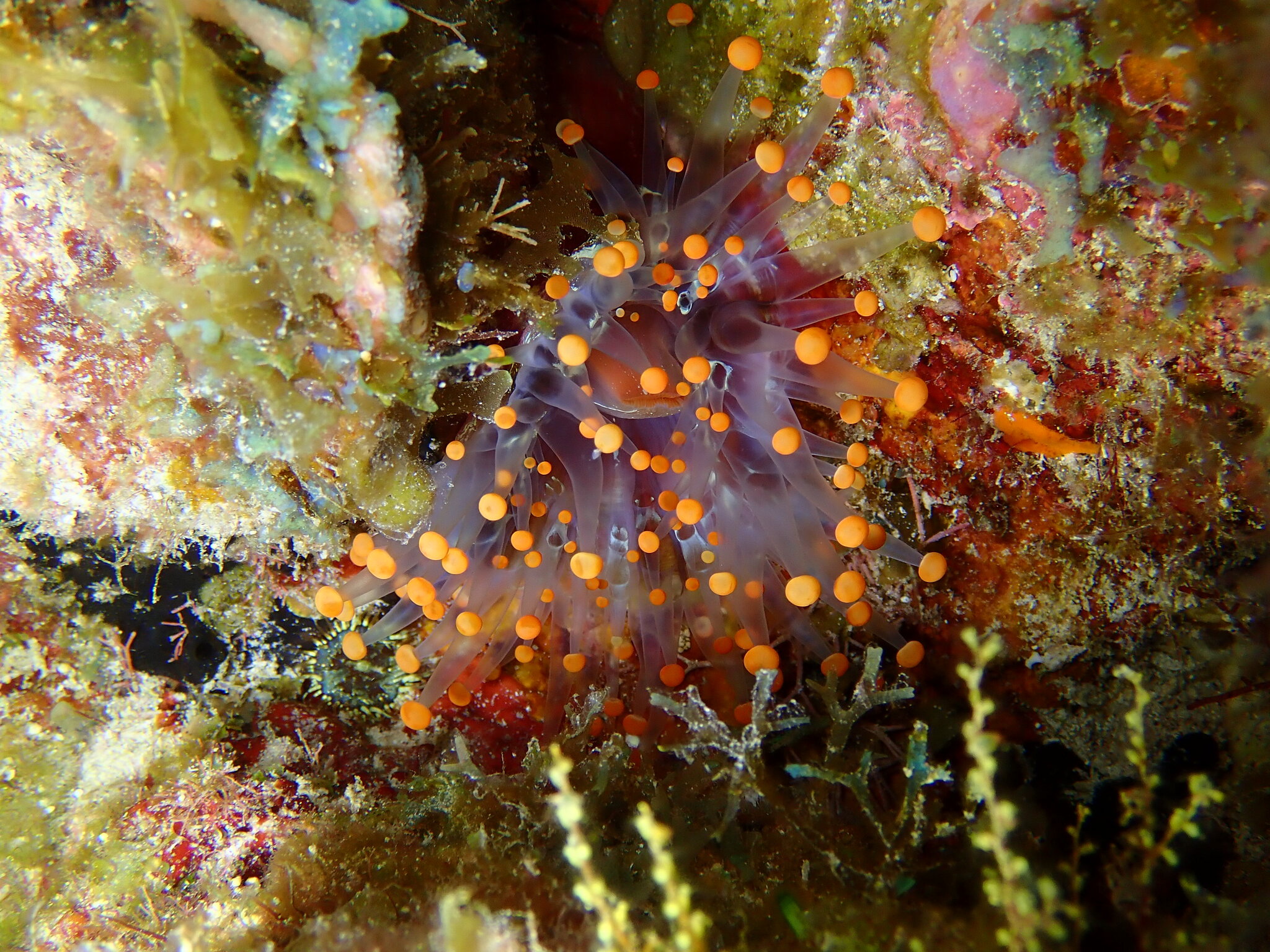 Pseudocorynactis caribbeorum Den Hartog, 1980