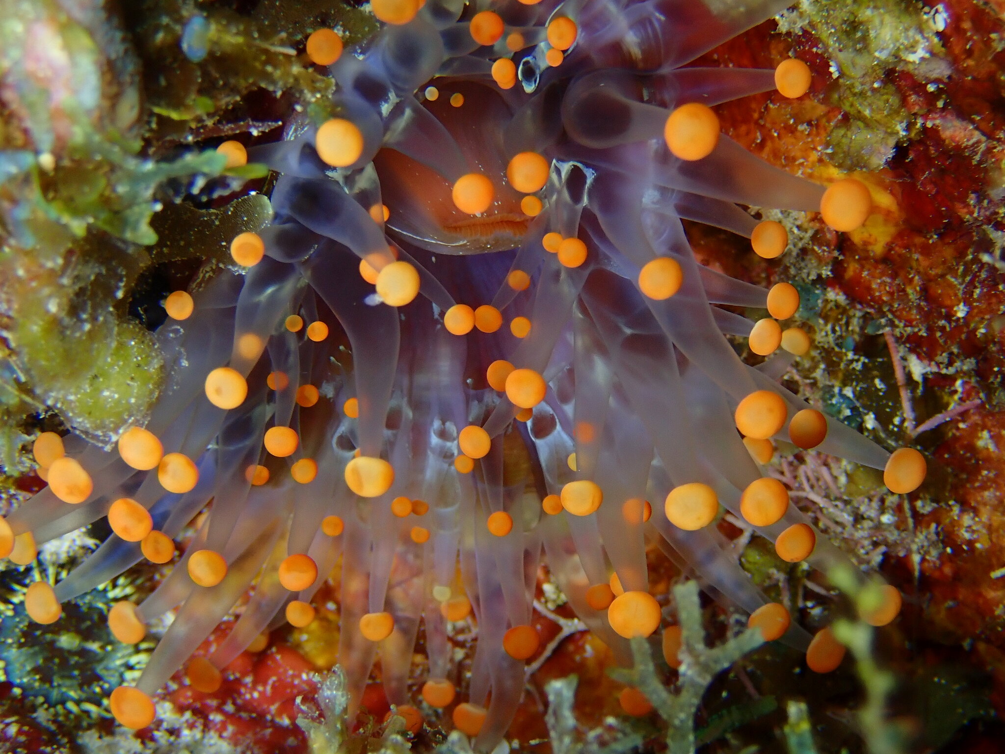 Pseudocorynactis caribbeorum Den Hartog, 1980