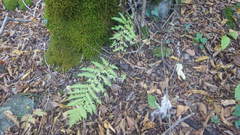 Dryopteris caucasica