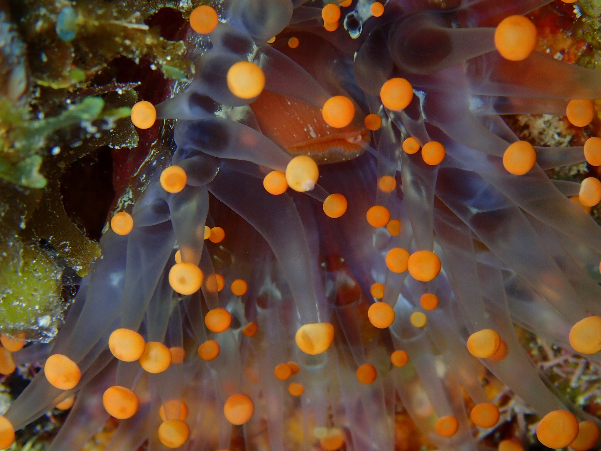 Pseudocorynactis caribbeorum Den Hartog, 1980