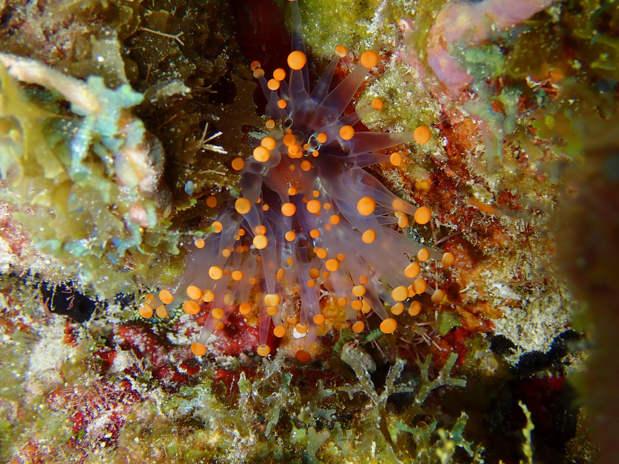 Pseudocorynactis caribbeorum Den Hartog, 1980