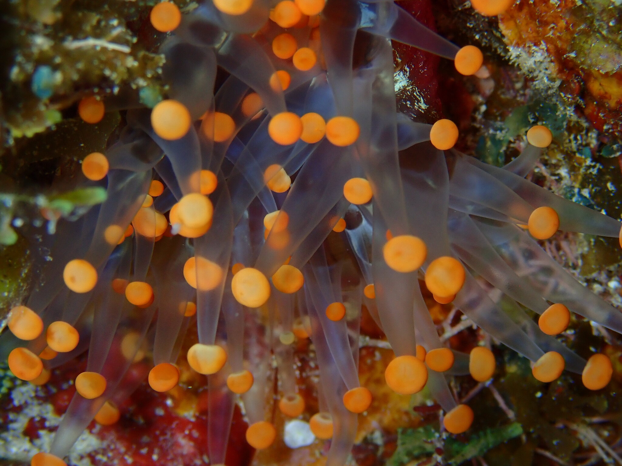 Pseudocorynactis caribbeorum Den Hartog, 1980