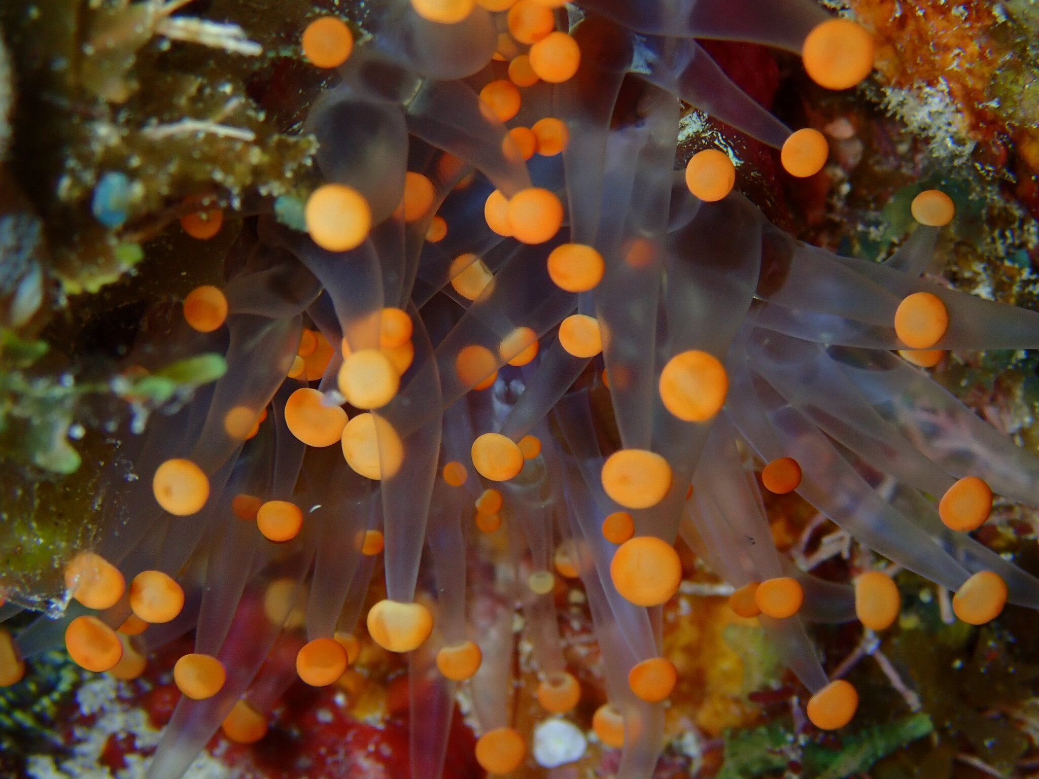 Pseudocorynactis caribbeorum Den Hartog, 1980