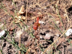 Crocothemis