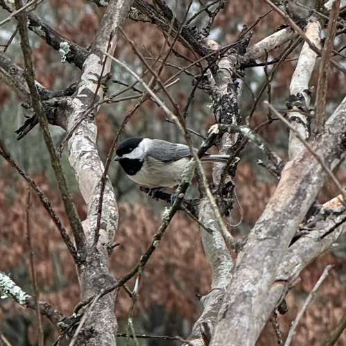 Carolina Chickadee photographed in Mississippi