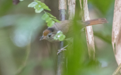 Malacopteron cinereum