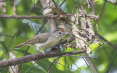 Malacopteron cinereum